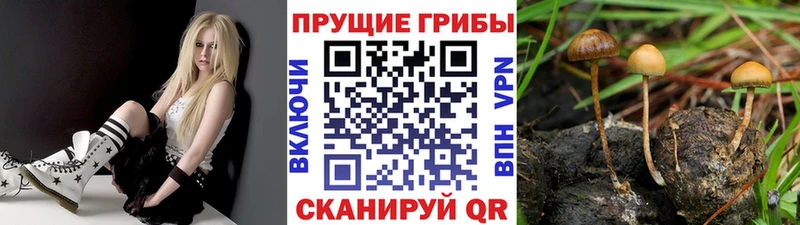 Псилоцибиновые грибы ЛСД  Рошаль 